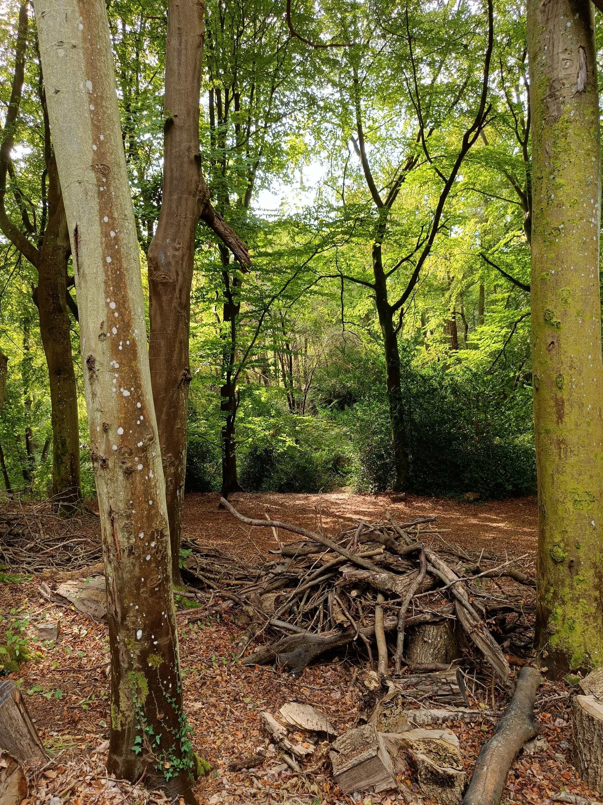 Albury woods